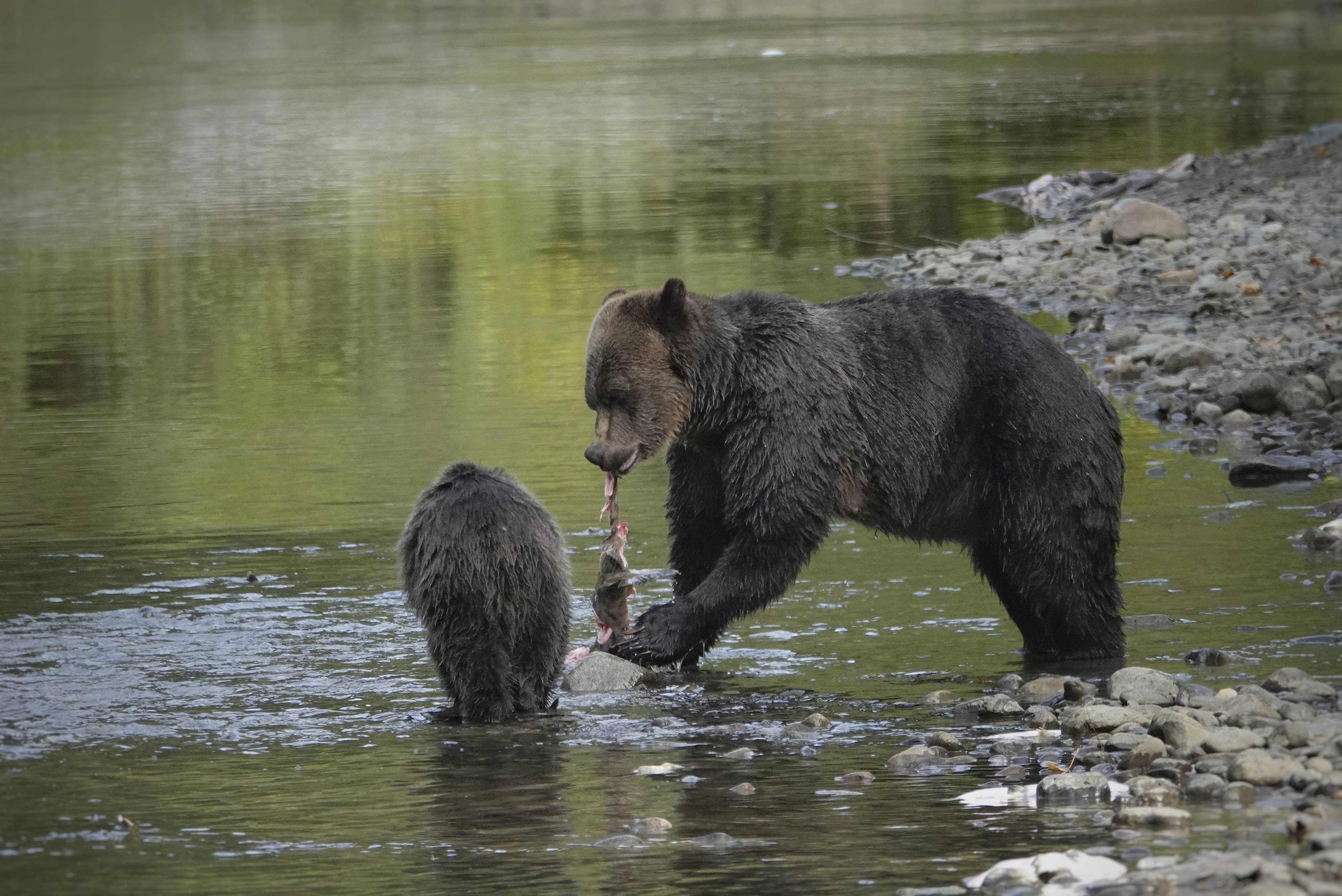 Ours dans la rivière à Bella Coola